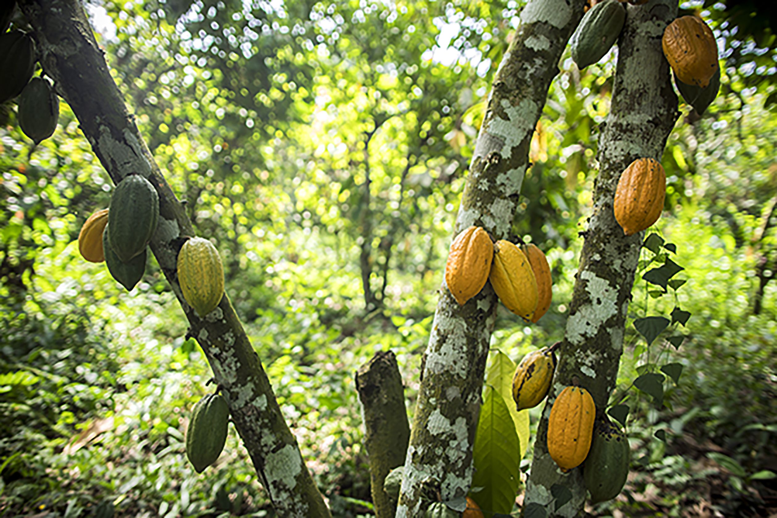 Read more about the article Cocoa & Forests Initiative Company Action Plans Now Available
